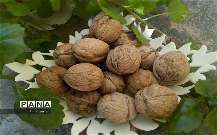 برداشت گردو از باغات منطقه فلارد