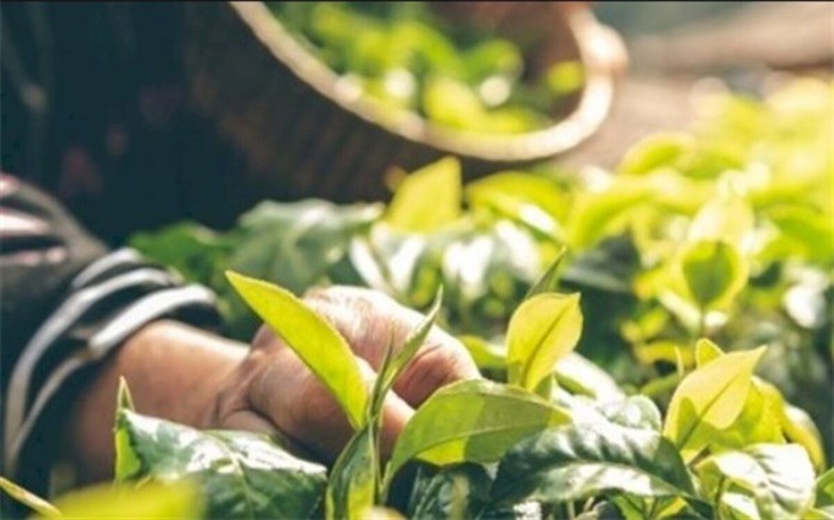 ۱۵۰ هکتار از اراضی نمین به کشت گیاهان دارویی اختصاص یافت