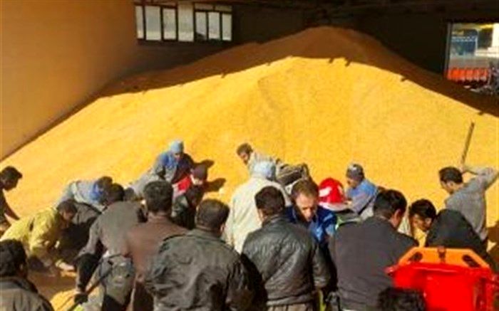 چالش اساسی تامین 10 میلیون تن خوراک دام