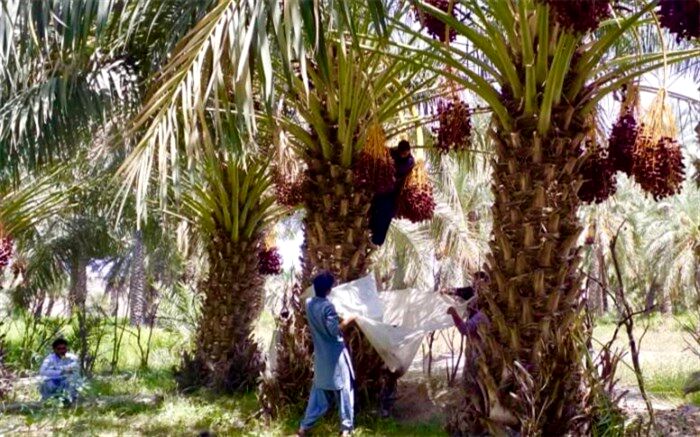 پیش‌بینی برداشت ١٣ هزار تن خرما از نخلستان‌های سرباز