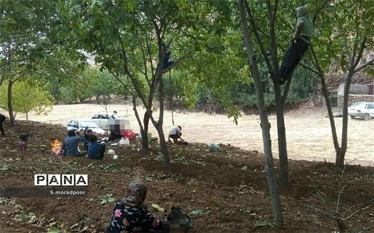 فصل برداشت گردو از راه رسید