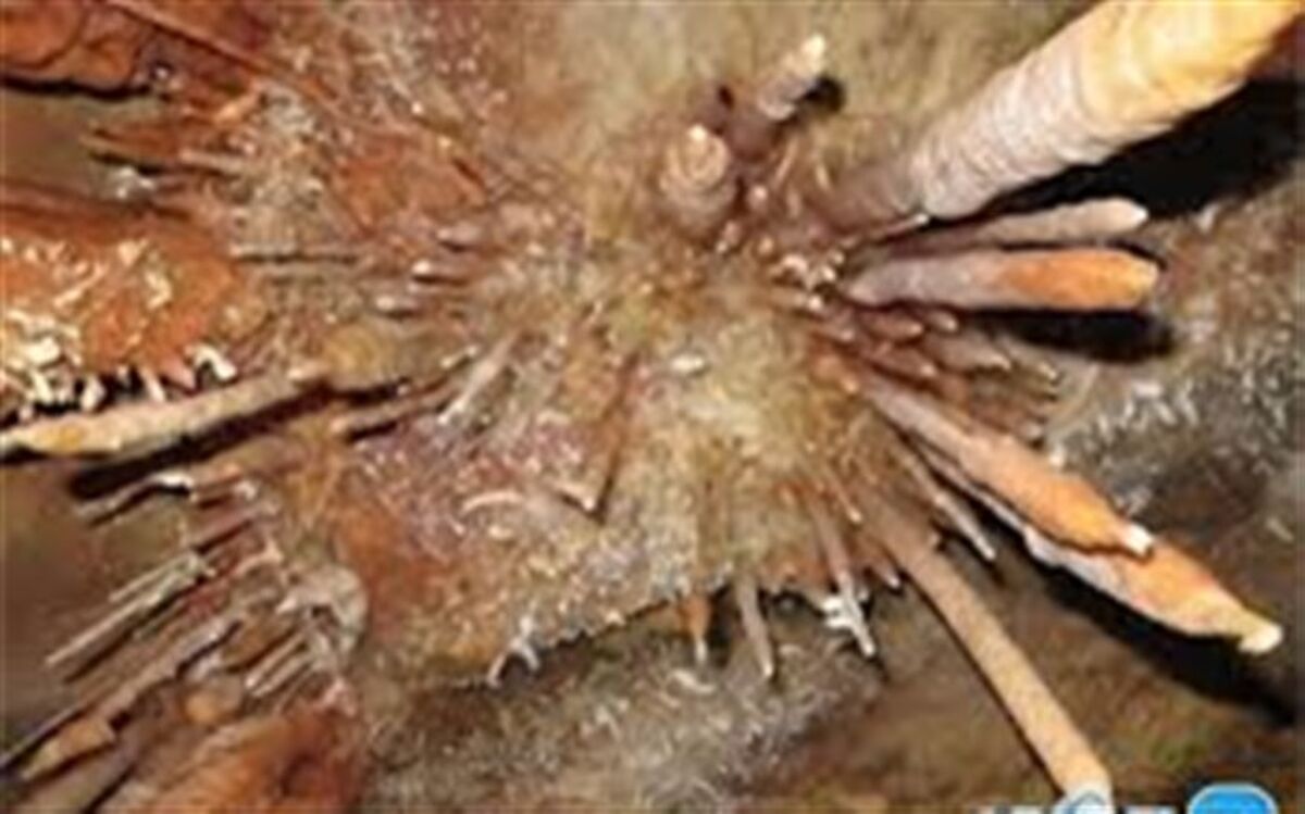 چشم نوازی غار زرین رود استان زنجان