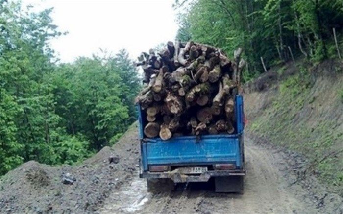 مأموریت دشوار مبارزه با شبکه قاچاق «موریانه‌های جنگل»‌های گلستان