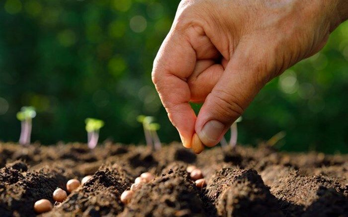 صادرات بذر برای اولین بار از کشور آغاز شد