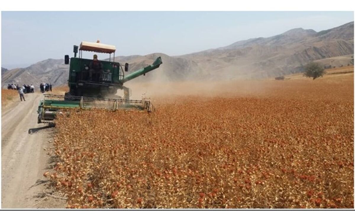 کشت گلرنگ در تناوب غلات دیم برای نخستین بار در شهرستان هوراند