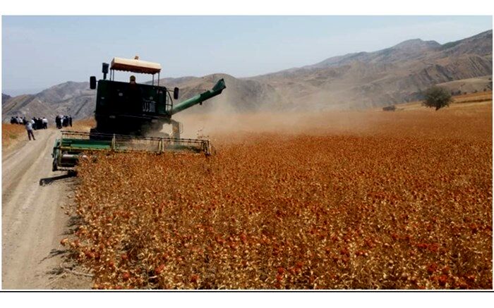 کشت گلرنگ در تناوب غلات دیم برای نخستین بار در شهرستان هوراند