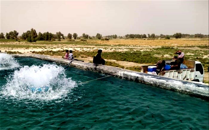 آغاز فصل پرورش ماهیان سردآبی در سیستان و بلوچستان