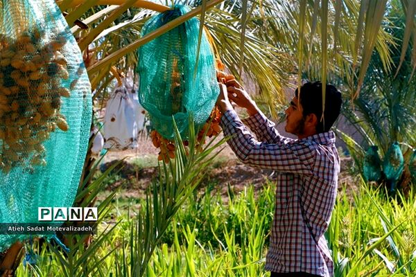 بافق، معدن خرمای استان یزد