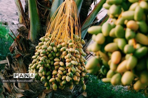 بافق، معدن خرمای استان یزد