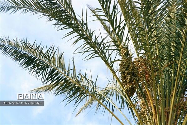 بافق، معدن خرمای استان یزد