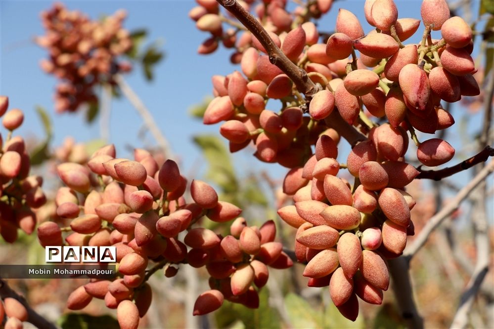 پسته ایلخچی؛ مهجور و ناشناخته