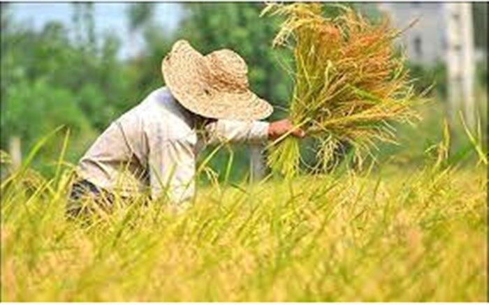 موفقیت شالیکار گلوگاهی برای کاشت رقم جدیدی از برنج /فیلم