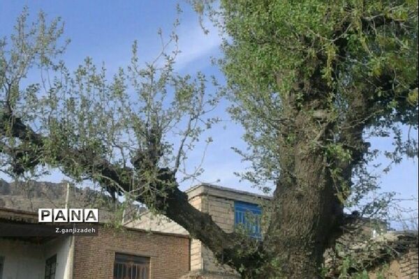 جاذبه های طبیعی روستای مَمَسَنی