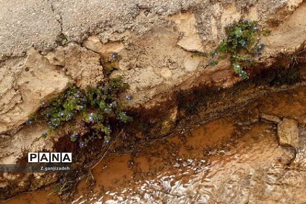 جاذبه های طبیعی روستای مَمَسَنی