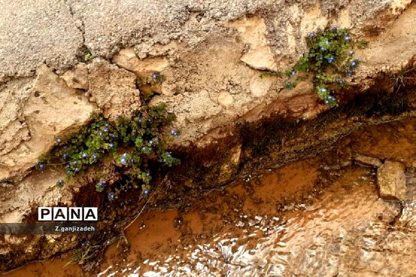 جاذبه های طبیعی روستای مَمَسَنی