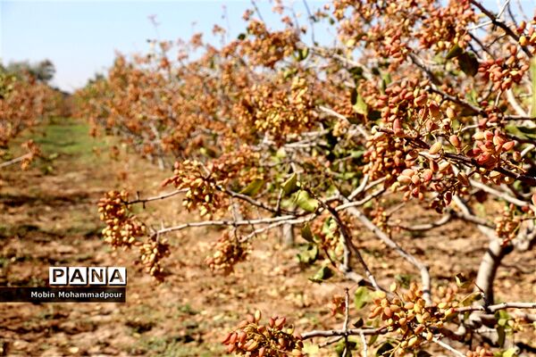 برداشت پسته از باغات ایلخچی