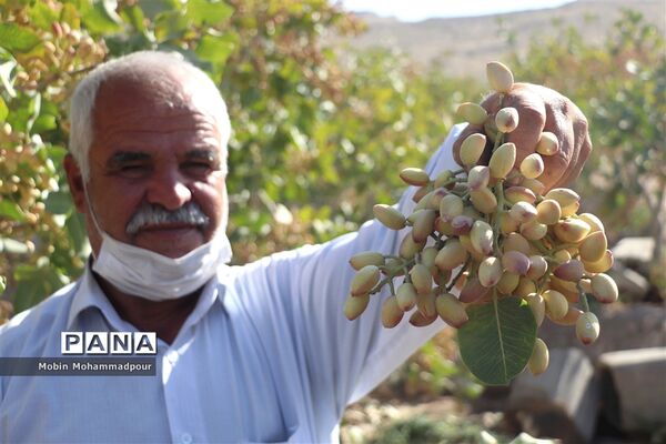 برداشت پسته از باغات ایلخچی