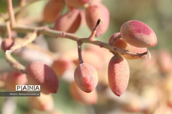 برداشت پسته از باغات ایلخچی