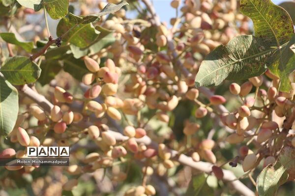 برداشت پسته از باغات ایلخچی
