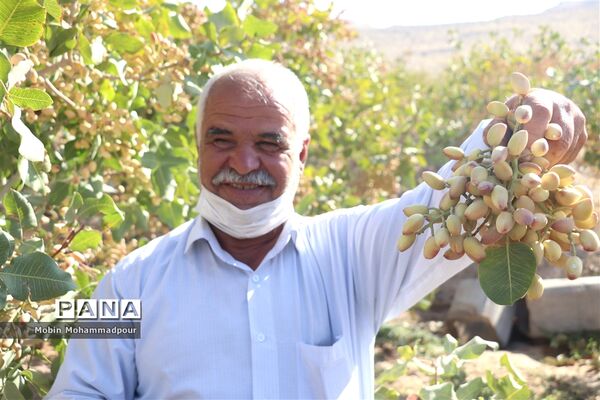 برداشت پسته از باغات ایلخچی