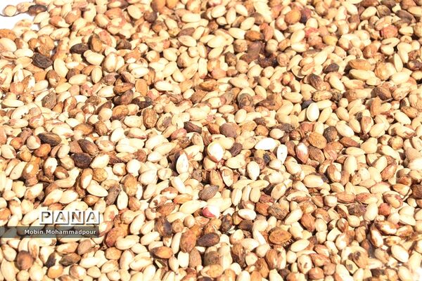 برداشت پسته از باغات ایلخچی