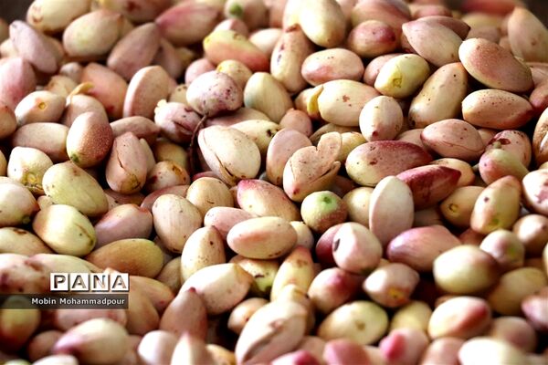 برداشت پسته از باغات ایلخچی