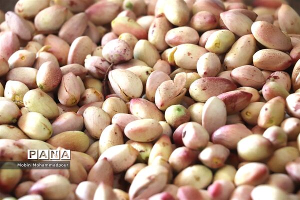 برداشت پسته از باغات ایلخچی