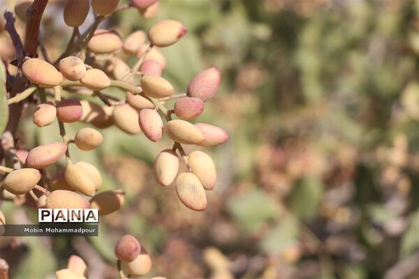 برداشت پسته از باغات ایلخچی