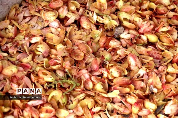 برداشت پسته از باغات ایلخچی