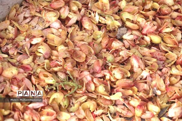 برداشت پسته از باغات ایلخچی