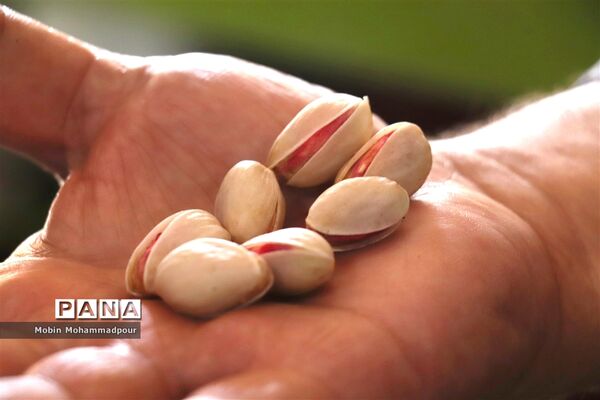 برداشت پسته از باغات ایلخچی
