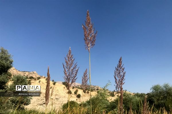 طبیعت زیبای نورآباد ممسنی استان فارس