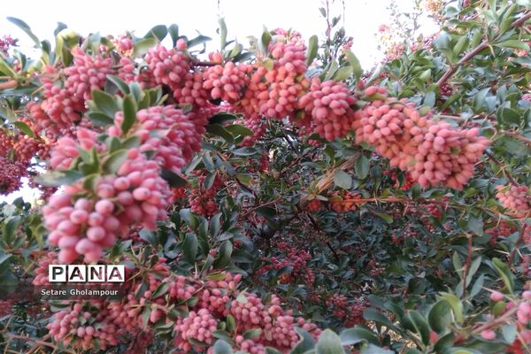 به ثمر رسیدن  زرشک، طلای سرخ شهرستان درمیان