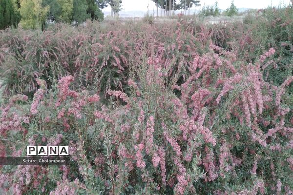 به ثمر رسیدن  زرشک، طلای سرخ شهرستان درمیان