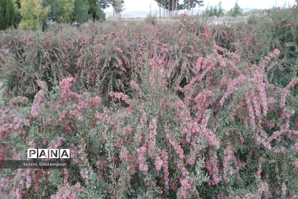 به ثمر رسیدن  زرشک، طلای سرخ شهرستان درمیان