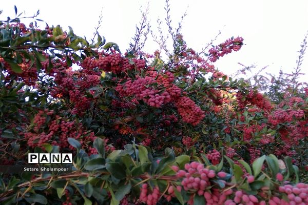 به ثمر رسیدن  زرشک، طلای سرخ شهرستان درمیان