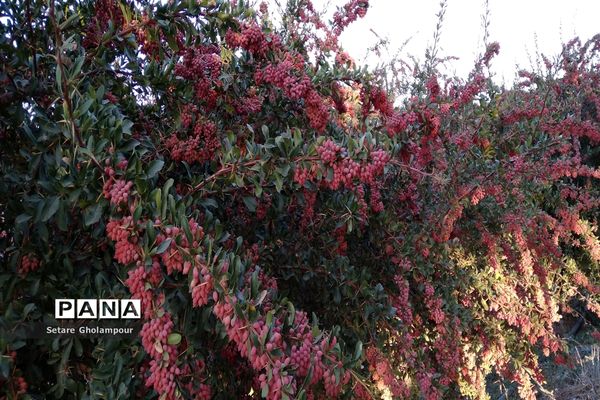 به ثمر رسیدن  زرشک، طلای سرخ شهرستان درمیان