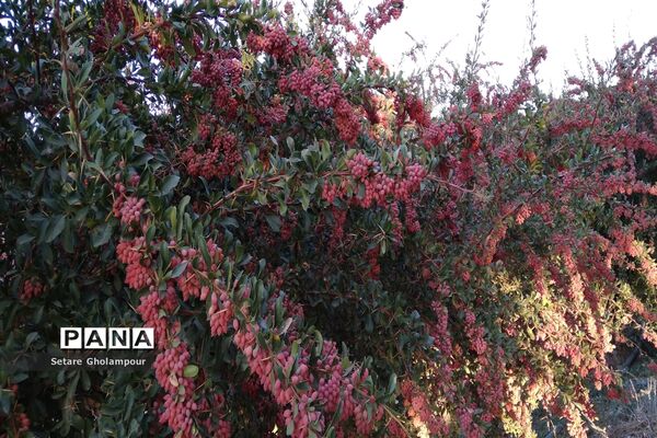 به ثمر رسیدن  زرشک، طلای سرخ شهرستان درمیان