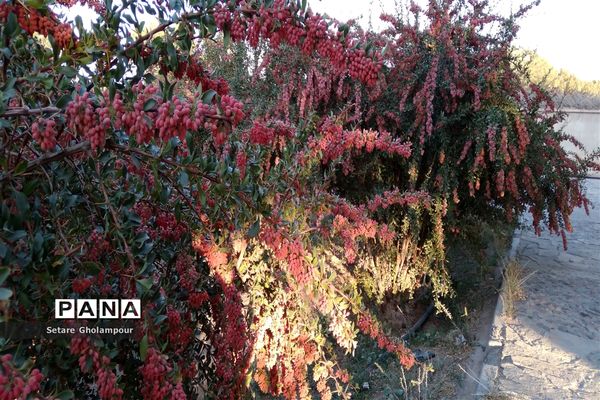 به ثمر رسیدن  زرشک، طلای سرخ شهرستان درمیان