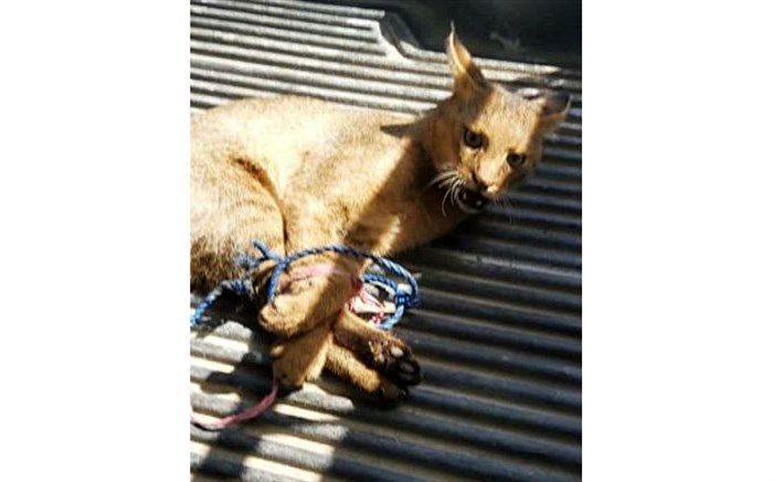 رهاسازی گربه وحشی در طبیعت شهرستان صومعه سرا