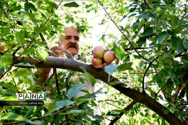 برداشت سیب زنوز