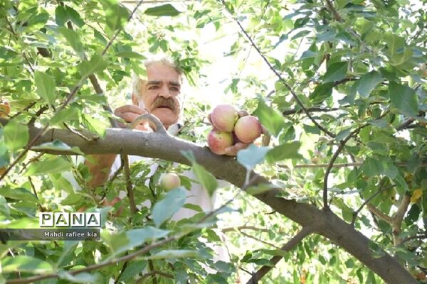 برداشت سیب زنوز