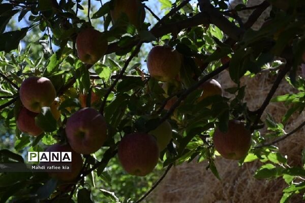 برداشت سیب زنوز