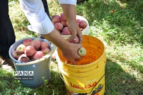 برداشت سیب زنوز