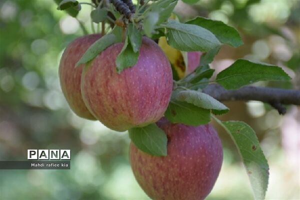 برداشت سیب زنوز