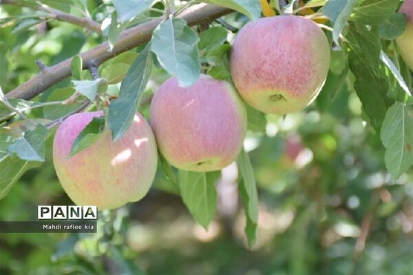 برداشت سیب زنوز