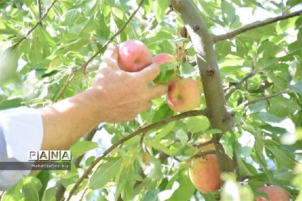 برداشت سیب زنوز