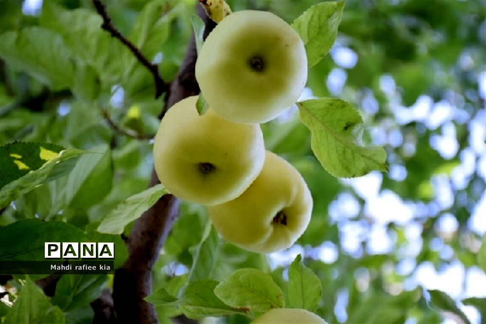 برداشت سیب زنوز