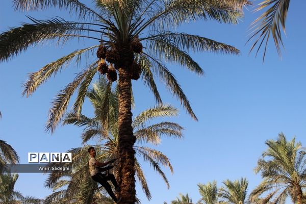 برداشت خرما در منطقه آب پخش استان بوشهر