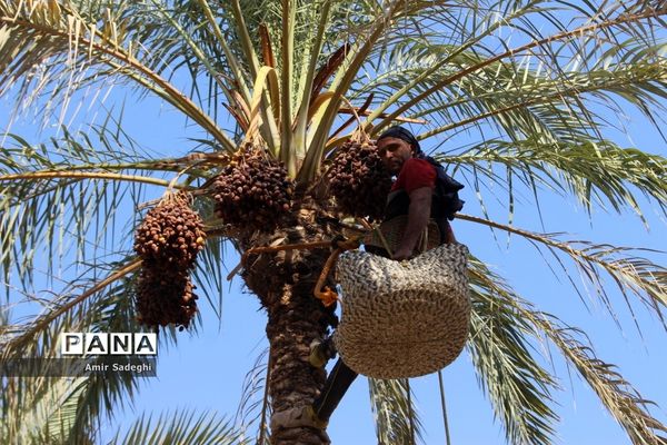 برداشت خرما در منطقه آب پخش استان بوشهر
